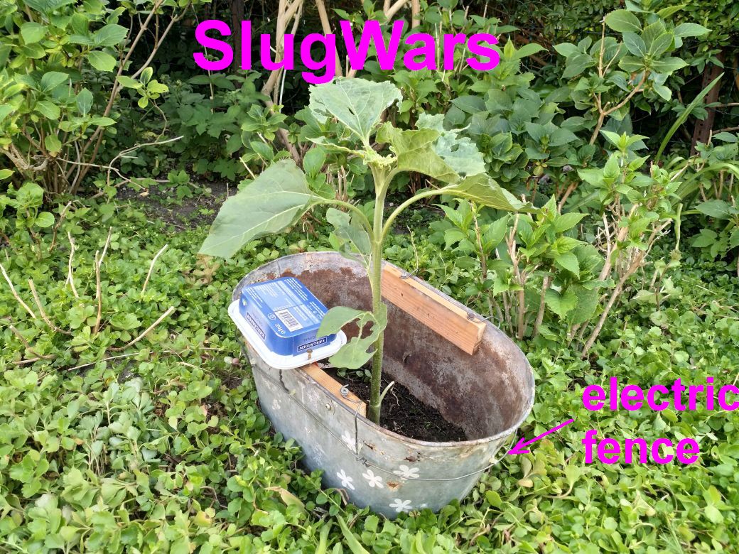 SlugWars